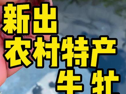 农村资源牛虻也叫瞎野蒙,夏天生活在牛身边的一种小飞虫