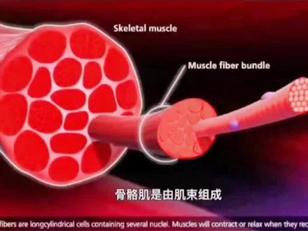 #上热门🔥 @刘亚龙 你知道肌肉运动的原理吗?#医疗小常识