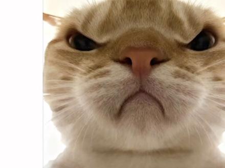 猫:“起来重睡,我今天刚学的你听不听”猫咪吹小号豆包ai指令和教程来了#猫咪吹小号#seedance #豆包ai #哈基米 #萌宠