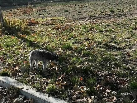 为什么火锅在做仰卧起坐的时候答题卡会变成鸭蛋