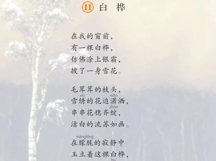四年级下册《白桦》#语文课文朗读#白桦#每日一读