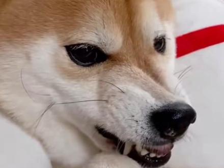 为什么狗狗不愿意被碰脚趾? #狗狗 #狗是人类最忠诚的朋友 #养狗的乐趣