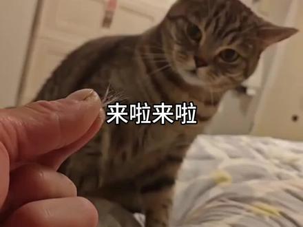 眼睛瞎在手机上手也烂在手机上 眼睛瞎在小猫上 眼睛瞎在手机上原版 眼睛瞎在手机上 #剪映 眼睛瞎在手机上 眼睛瞎在小猫上模板 #眼睛瞎在小猫上 眼睛瞎在小猫上bgm 眼睛瞎在小猫上歌词 #眼睛瞎在手机上 眼睛瞎在小猫上 眼睛瞎在小猫上音频眼睛瞎在小猫上音频怎么做 眼睛瞎在小狗上 #小猫 眼睛瞎在手机上手也烂在手机 眼睛瞎在小猫上文案 眼睛瞎在小猫上原版 我的猫咪很粘人 橘猫日常趣事 橘猫养护知识 可爱橘猫图片 橘猫性格特点 眼睛瞎在手机上怎么改词 眼睛瞎在小猫上文案#萌宠