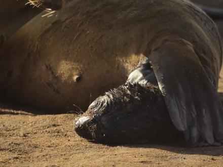 小海狮的成长日记#非洲毛皮海狮 #海狮