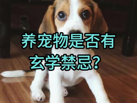 养宠物有没有玄学禁忌?#宠物
