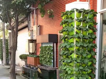 国外网友问水培鱼菜共生怎么加熬合铁,其实大可不必 #鱼菜共生