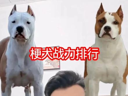 梗类犬战斗力排行,斯坦福犬不是最强的