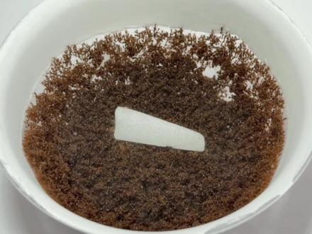 把红火蚁扔进零下78度的干冰里!会发生什么事?#红火蚁 #红火蚁入侵 #干冰