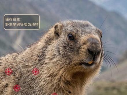 【尼帕病毒是啥 AI还原野生动物病毒传播链】印度出现尼帕病毒疫情,疑患者误饮蝙蝠污染新鲜椰枣汁所致。致死率超40%的杀手,可能就藏在大自然最不起眼的角落。那些危险的“病毒宿主”究竟是如何将风险传给人类的?本期野生动物毒性图鉴,解析致命病毒从动物到人的跨物种传播路径。#尼帕病毒