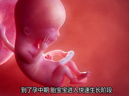 🌟怀孕13–28周|胎宝宝孕中期每周发育状态🌟
👉恭喜你顺利进入孕中期💕
👉胎宝宝慢慢长大,每一周都有小惊喜
👉准妈妈可以按周偷偷看看宝宝的变化
👉内容多,建议收藏,慢慢感受✔
.
孕13周:宝宝进入快速成长阶段,每一天都在变化✨
孕14周:小脸慢慢有了轮廓,表情开始萌芽😊
孕15周:小手小脚越来越灵活,宝宝开始练习动作💛
孕16周:听觉慢慢发育,宝宝能“听到”你的声音👂
.
孕17周:身体比例逐渐协调,越来越像一个小人儿👶
孕18周:有些妈妈会第一次感受到轻轻胎动💓
孕19周:宝宝的感官能力增强,世界慢慢变得丰富🌸
孕20周:胎宝宝成长过半,大小像个小香蕉🍌
.
孕21周:宝宝吞咽羊水、练习动作,每天都在进步✨
孕22周:眉毛和睫毛开始出现,五官更立体🤍
孕23周:肺部持续发育,为未来呼吸做准备🌬️
孕24周:宝宝对声音和光线有反应,开始认识外界💖
.
孕25周:活动更有力,胎动越来越明显👣
孕26周:开始有睡眠和清醒的小节律,宝宝有自己的时间表😴
孕27周:大脑快速发育,小世界越来越丰富🧠
孕28周:进入孕晚期前的关键阶段,宝宝准备进入最后冲刺🌷
.
✨写在最后
孕中期,
宝宝慢慢变得活泼可爱,
孕妈也在逐渐适应身体和心情的变化🤍
.
每一周,都是和宝宝一起成长的温柔旅程💛
#孕中期 #胎宝宝发育#怀孕13到28周 #准妈妈#孕期记录孕期