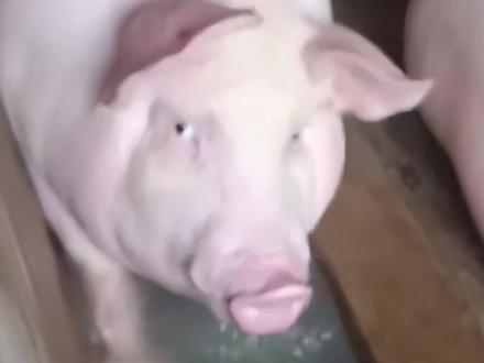 延毕那些事儿#这是一个悲伤的故事 #研究生延
#延毕