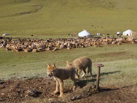 人类是如何驯化凶猛的野狼的呢? #神奇的闲鱼 #闲鱼省钱神券