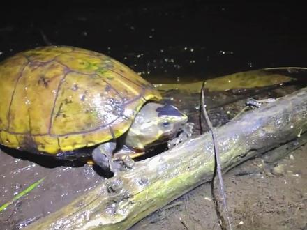 野采果核蛋龟6.0 南果?北果?都在一条河里!
#果核泥龟