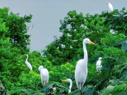 小学语文五年级上《鸟的天堂》课文朗读#小学语文 #小学五年级 #课文朗读