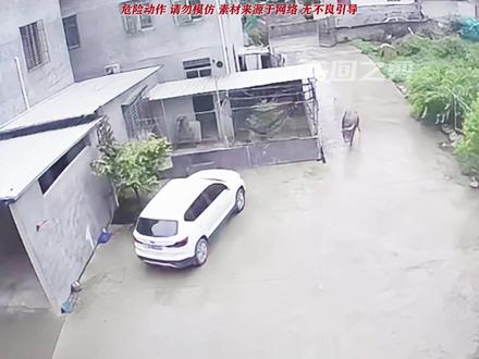 公牛伤人后,最终被制服 #水牛 #公牛 #社会百态