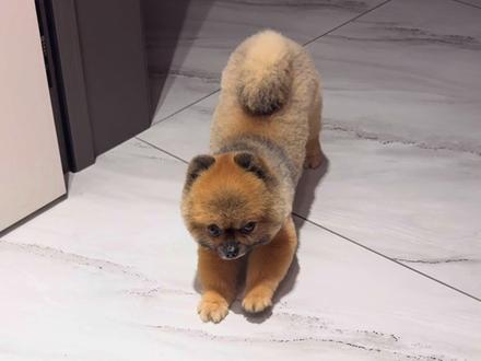 小狗的迷惑行为 #小狗 #博美