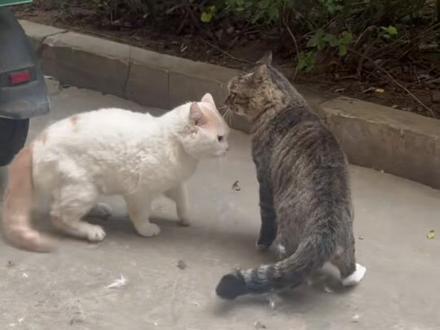 小区群里发的视频,围观一下,猫咪打架,这也太狠了。真咬 #猫打架 #流浪猫打架 #猫咪打架日常 #猫咪打架现场 #胖乖动物医院塔坛店