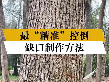 伐木砍树时,能最精准控制树木倒下方向的缺口做法#伐木 #油锯 #砍树