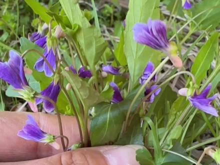 农村的犁头草又叫紫花地丁,你了解它的价值吗#犁头草#植物科普#涨知识#内容启发搜索 #植物分享