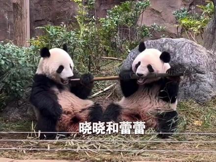 旅日熊猫晓晓、蕾蕾 27日回国,1月25日为开放参观的最后一天,每人限看1分钟 超10万人争抢名额,大批日本民众赶来含泪送别。中国网友:等你们好久 终于可以回国啦#熊猫 #国宝 #日本 #上野动物园
