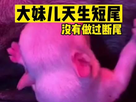 大妹儿尾巴是天生的短尾!#法斗