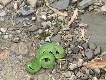 蛇是有灵性的,它能感受到你的善意,不要轻易去侵犯它的领地……#蛇🐍 #新干如风户外