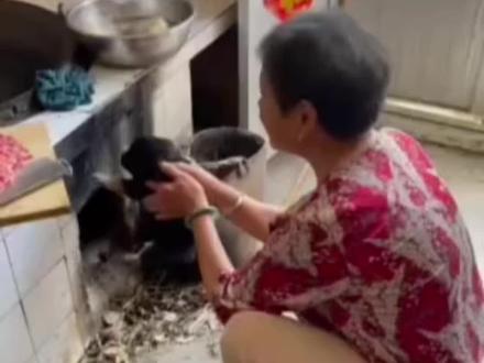 农村土狗到家为啥先拜灶王爷?#养狗人 #养狗经验分享 #农村土狗