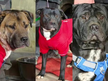 考古奥利奥,十二,阿巴三兄弟来时路,当初在大侠家苕皮是战后最好的奖励。当初刀客没看上小黑(阿巴),原主人让刀客带走阿巴只想让它有口吃的,三兄弟争气用实力正名,如今跟着刀客算是苦尽甘来了。
#西北刀客 #西北刀客阿巴 #西北刀客奥利奥 #西北刀客十二