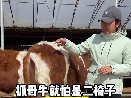 养牛的知识太多,多多观察#养牛技术 #支持三农扶持三农发展 #三农