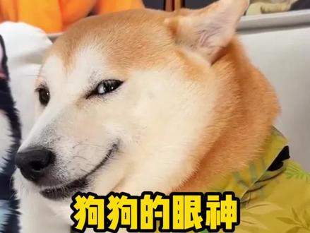 狗狗的眼神代表了它的内心!#萌犬出道计划 #狗狗 #新手养狗攻略 #养狗经验分享 #养狗人