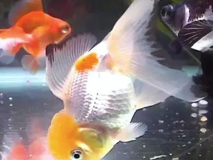 失鳔病的防治方法
#养鱼日记
#观赏鱼
#水族
#水族爱好者
#新手养鱼