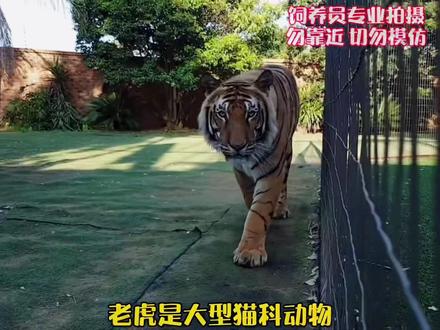 #老虎 #猫 #科普 老虎会不会喜欢猫咪?#迷惑行为大赏 #原创 #解说 #动物冷知识 @DOU+小助手