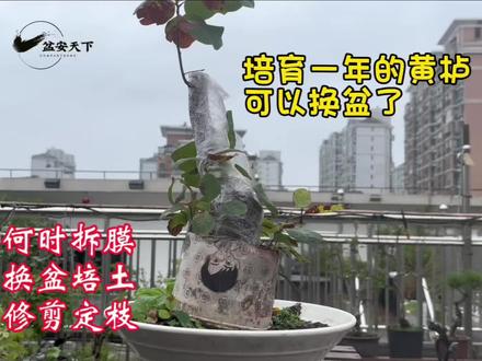 如何培育黄栌?何时拆膜、如何浇水、何时定定枝等尽在本视频