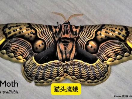 100种不常见的动物