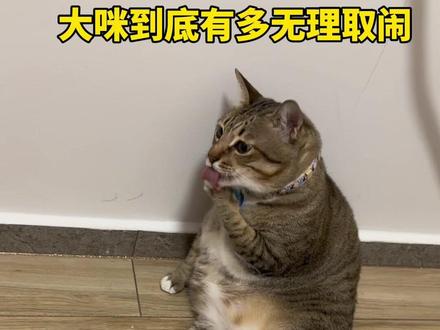 大咪到底有无理取闹#大咪和小咪的日常