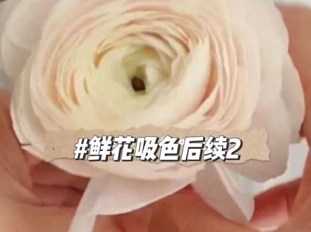 第6集┃100万看过的鲜花变绿吸色后续,这是顾客预算盲盒#遂宁花店#花店日常#花艺定制#鲜花吸色教程 想学鲜花吸色的姐妹,关注我,遂宁订花可私信我 #花艺定制