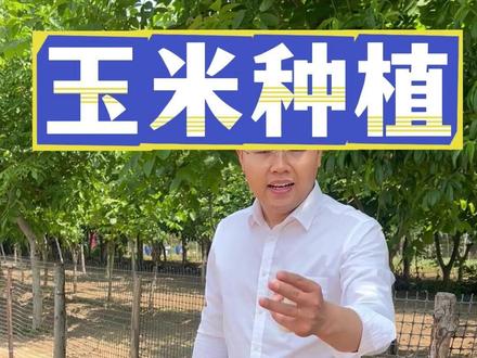 玉米用上土霉素 丰收高产挡不住 #玉米 #玉米种植 #玉米管理