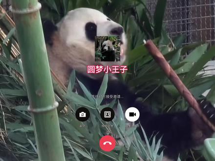 萌兰介绍宝&玉跟圆梦认识#大熊猫萌兰 #大熊猫圆梦 #大熊猫萌宝萌玉 #熊猫界顶流 #大熊猫 #熊猫 #国宝熊猫 #国宝大熊猫 #熊猫🐼 #来这吸熊猫