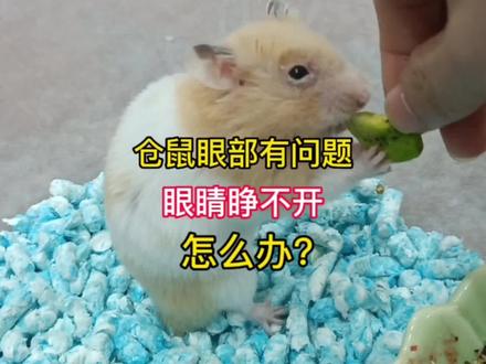 仓鼠眼睛有问题,眼睛睁不开! 是什么原因?怎么处理?#金丝熊 #金丝熊日常 #养鼠日常分享 #仓鼠 #新手必看 #仓鼠眼睛变红 #仓鼠生病 #仓鼠 #萌宠 #可爱