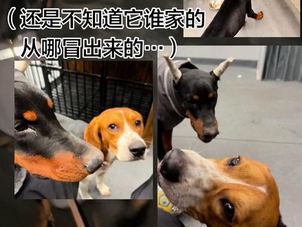 谁能拒绝莫名其妙出现在路上的小比呢?
#比格犬 #萌犬