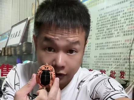 #人工养殖 2024年炒什么龟,三线还有没有可能抄底