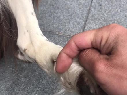 这个其实叫“狼指”属于狗狗的返祖现象,狼的后脚上是5个指头进化成狗以后狗狗后脚是4个指头!#宠物