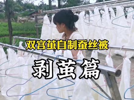 在家如何用双宫蚕茧,从蚕茧到蚕丝被,全程只需看下视频就会自己做。#手工蚕丝被 #新农人2023 #记录我的农村生活 #双宫蚕丝被 #乡村守护人