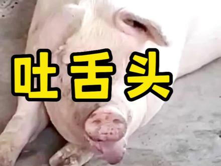 猪不停的吐舌头啥原因?#猪吐舌头