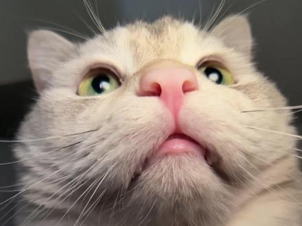 让我瞅瞅你在干嘛呢 #萌宠出道计划 #大学生恋爱 #小猫咪能有什么坏心眼 #情侣 #发给对象表情包