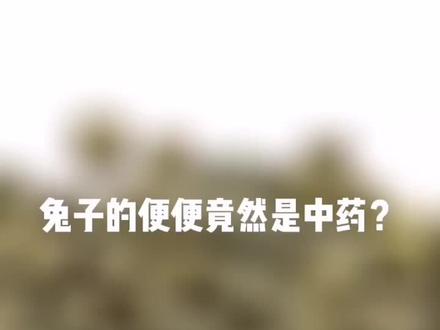 兔子的便便竟然是中药?!#萌宠出道计划 #宠物兔 #兔子 #兔兔这么可爱 #家有萌宠
