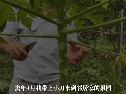 别再花钱买木瓜苗!高压繁殖大法,自家果树就能育新苗 #木瓜种植 #高压繁殖 #果树育苗 #家庭种植 #种植小技巧