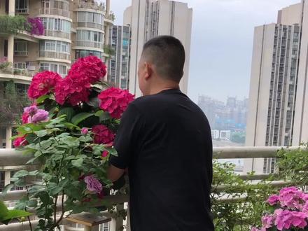 10元买的绣球,轻松养护开爆花。#家庭养花达人 #养花小知识 #分享家庭养花知识 #养花 #花卉养护 #花卉绿植 #绣球花 #绣球 #玫红妈妈 #养花小知识 去年10元买的绣球,一个春天开爆盆。绣球养护方法分享给花友们。