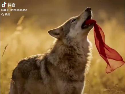 重返狼群纪录片看到我爆哭; 格林它没有兜 ,是怎么将妈妈的红腰带保存了7年的!#重返狼群 #格林