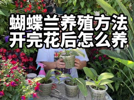 蝴蝶兰开败后怎么处理,怎么养护呢?告诉你蝴蝶兰的养殖方法,养护得当能再次复花,日常注意病菌的防治 #蝴蝶兰